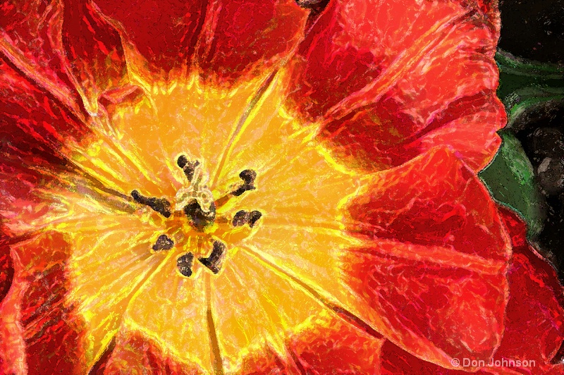 Artistic Red and Yellow Tulip