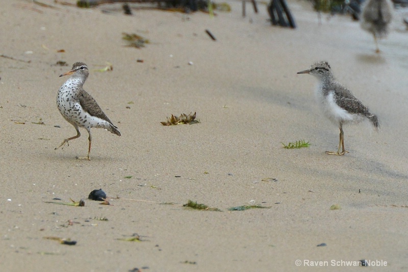 Spotted Sandpiper and baby
