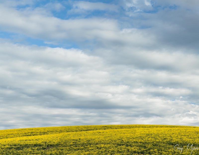 Canola Field