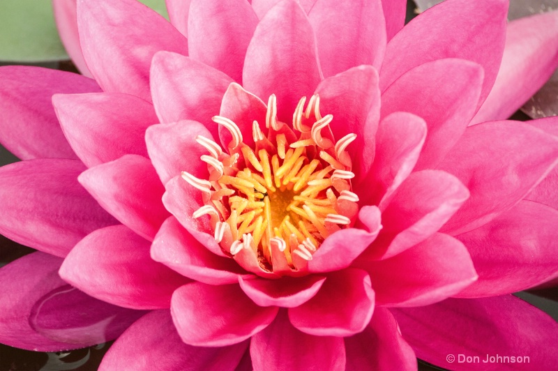 Lilipons Pink Water Lily 046