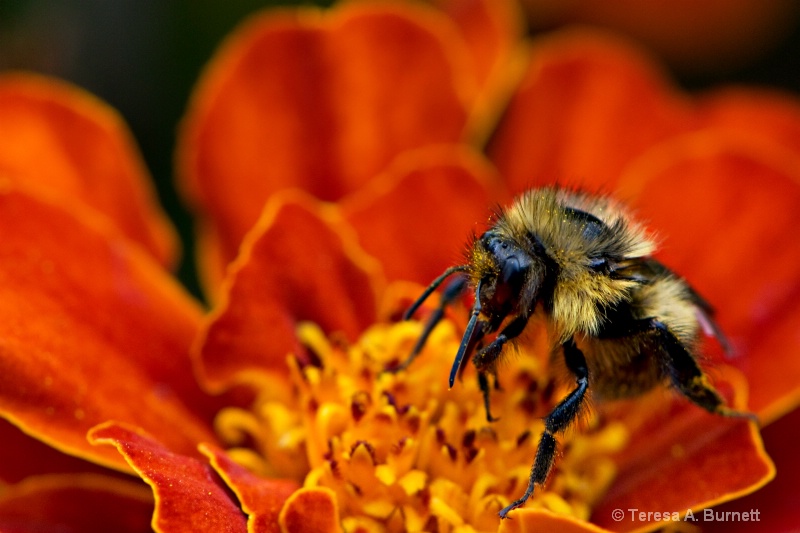 Honey Bee on Marigold