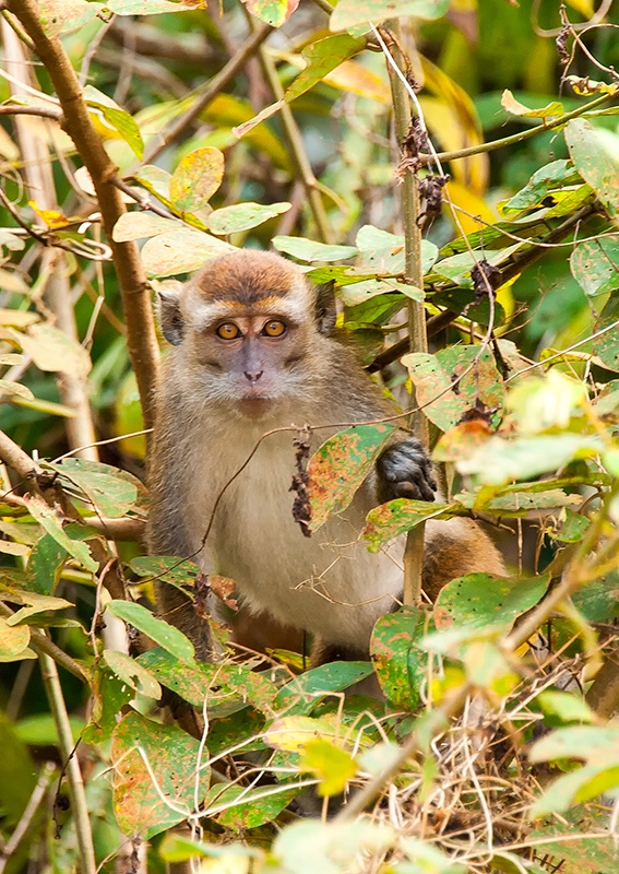 Macaque Monkey - Sukau