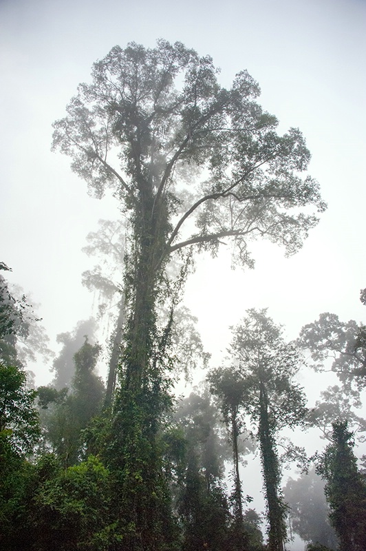100 Metre Trees - Danum Valley