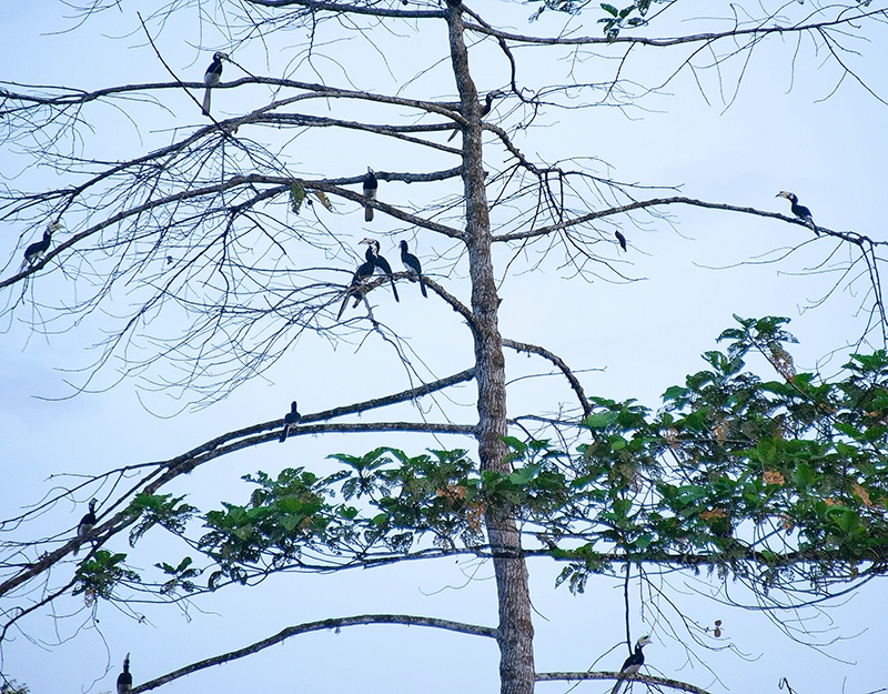 Hornbill Meeting - Tabin Wildlife Reserve, Sabah