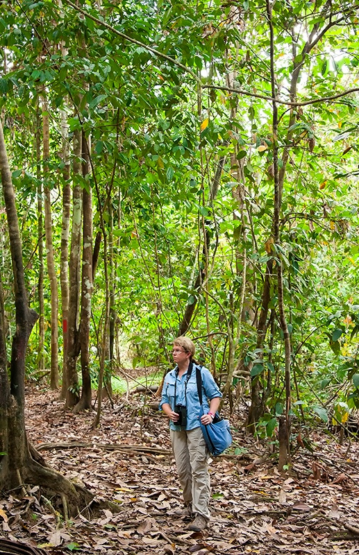 Rainforest - Tabin Wildlife Reserve, Sabah