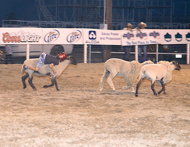 Mutton busting 2