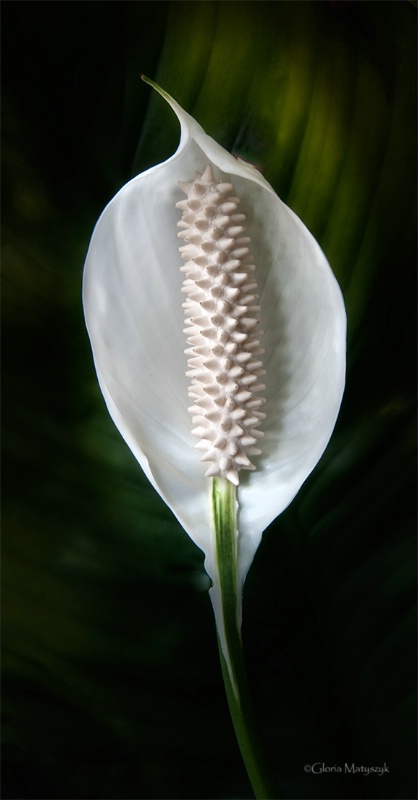Peace Lily in Florida