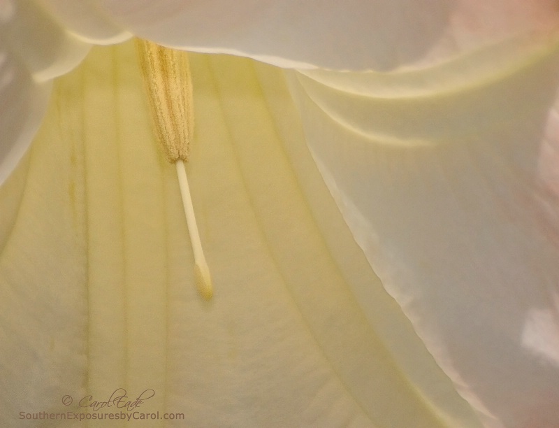 Deep Within An Angel's Trumpet