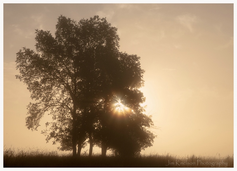 Tree and Prairie Sunrise
