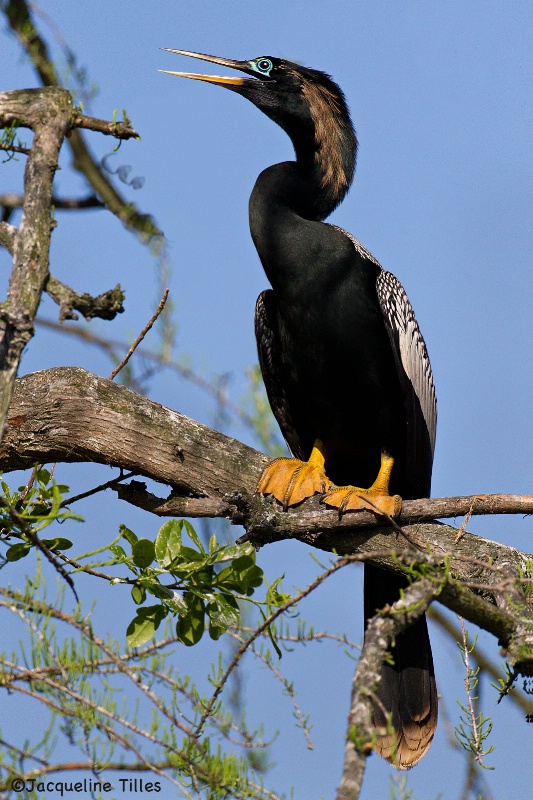 Male Anhinga