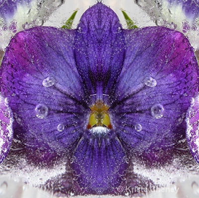 Pansy in ice III—kaleidoscopic