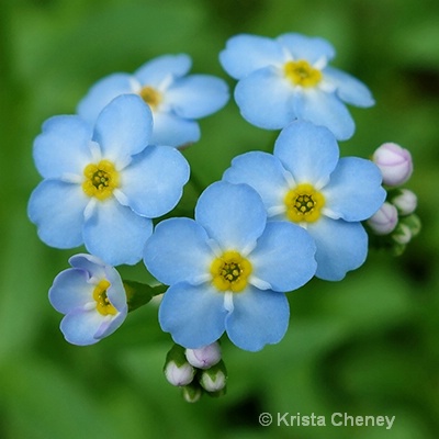 Forget-me-nots