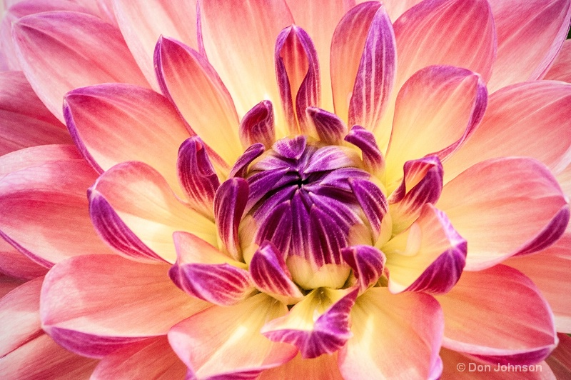 Another Colorful Dahlia