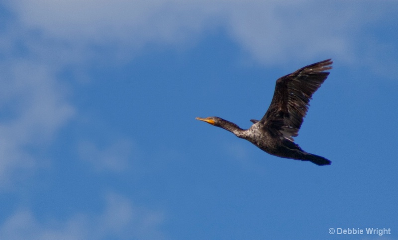 Cormorant