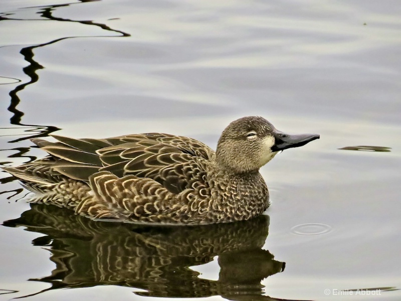 Female Green Winged Teal 