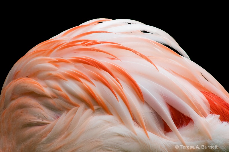 Flamingo Evening Wear
