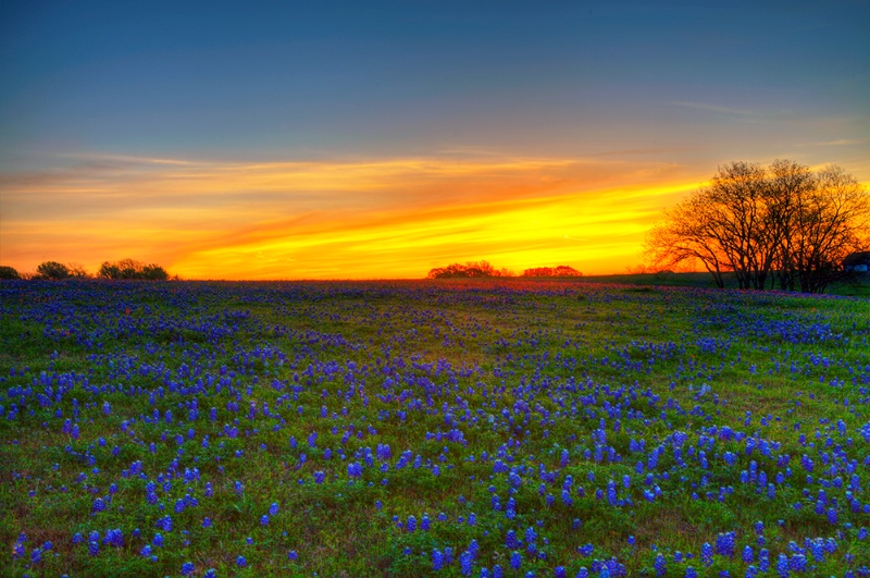 +Texas**Spring+