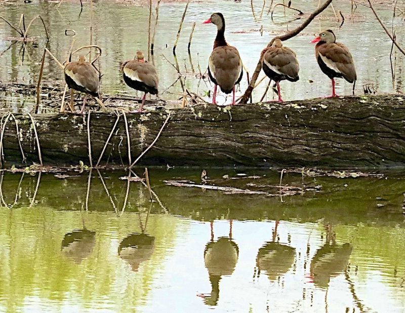 Black Bellied Whistling Ducks on a log