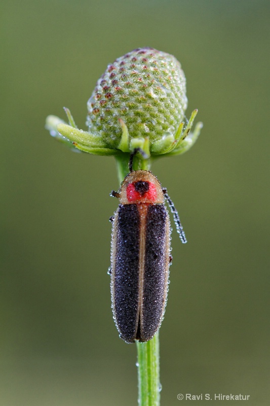 Firefly with early morning dew