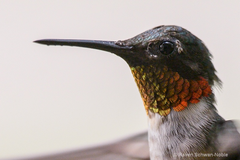 Ruby~throated Hummer up close
