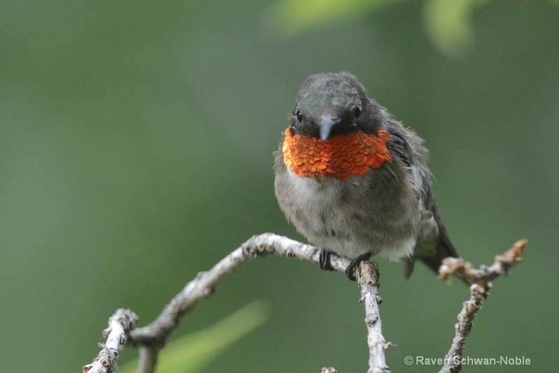 Ruby~throated Hummingbird male