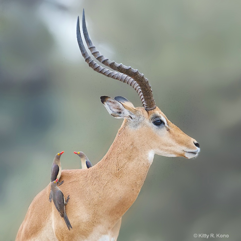Impala and Oxpeckers - Tarangire national park