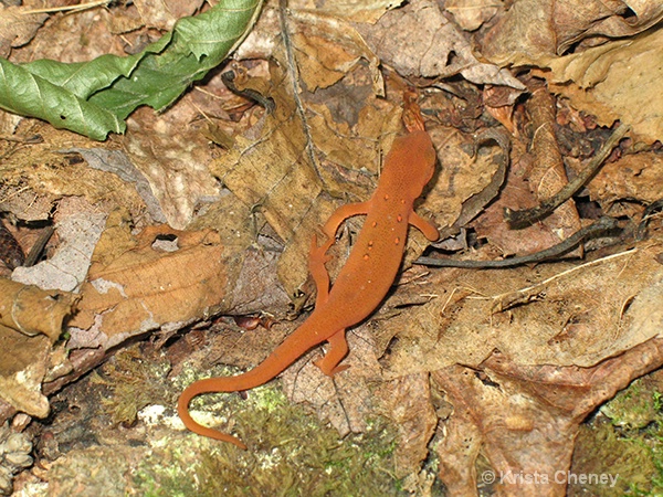 Red eft