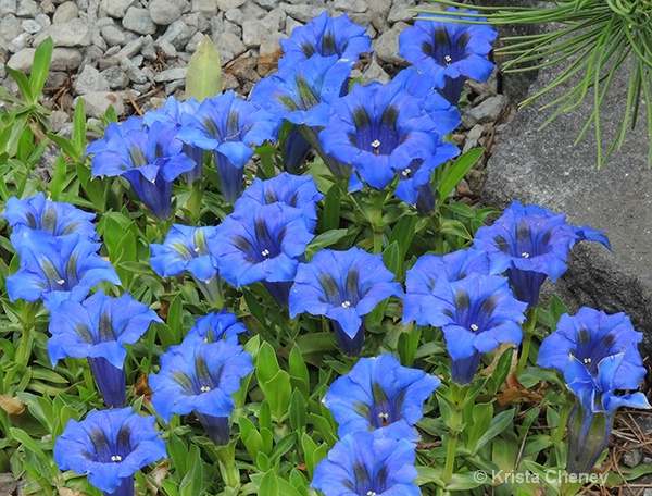 Narrow leaved gentian