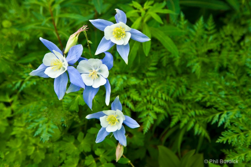 Colorado Columbines