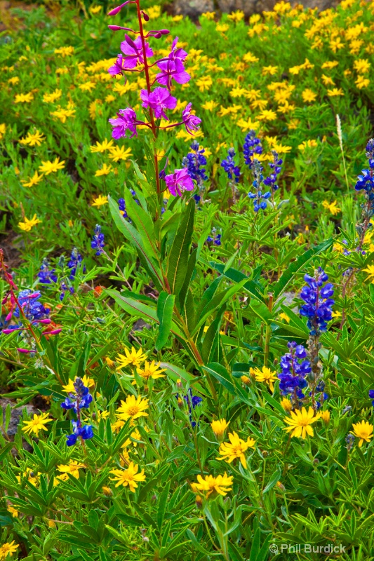 Cottonwood Pass Bouquet