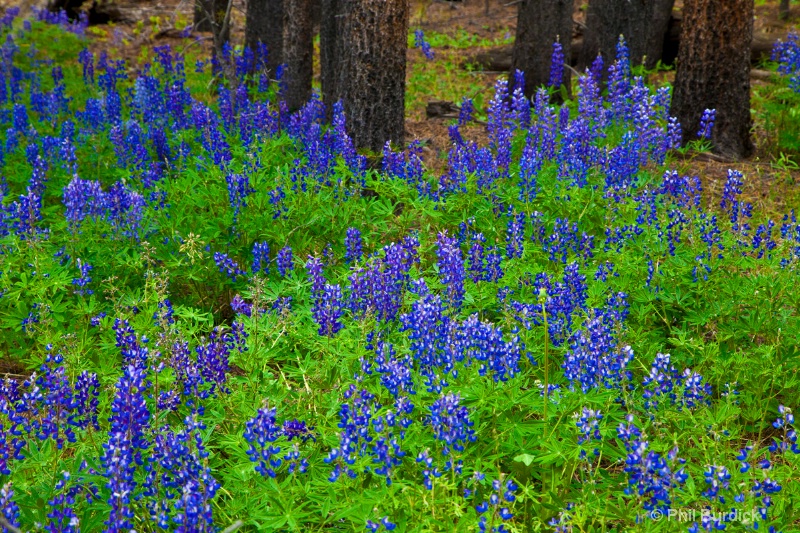 Cottonwood Pass Lupin