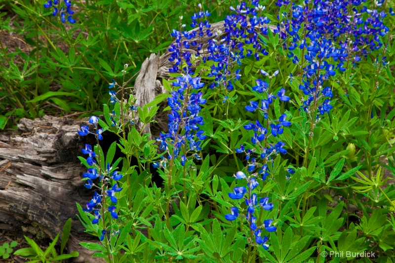 Cottonwood Pass Lupin Close-up