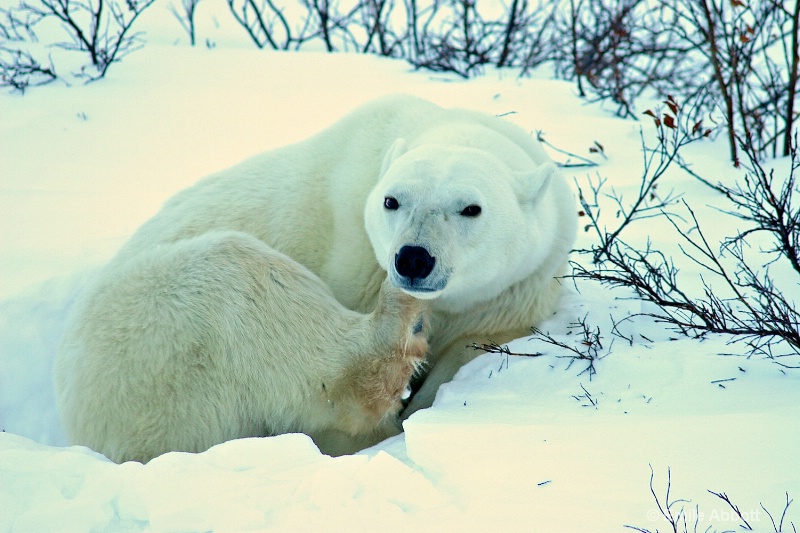 Scratch an Itch is universal