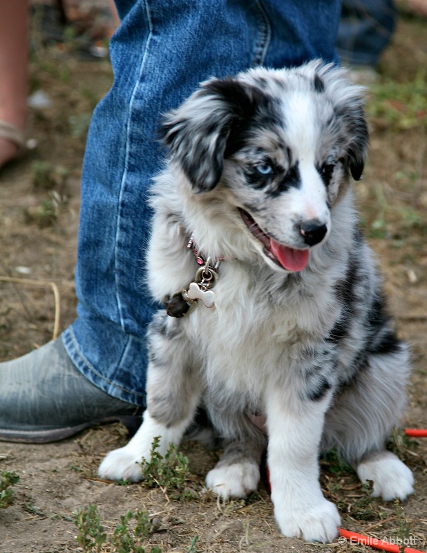 Rodeo Dog