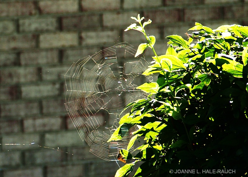 A SPIDER'S BEAUTIFUL DESIGN