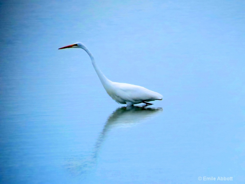 Little Egret