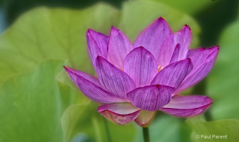 Lotus