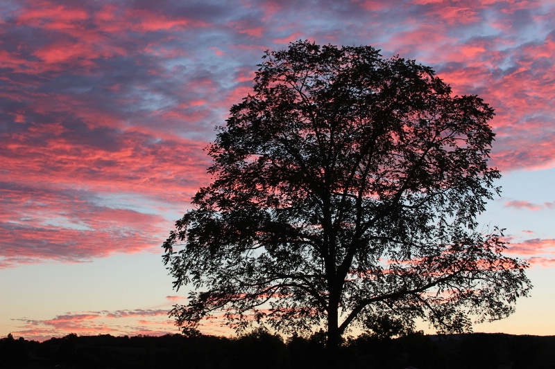 Sunset Tree