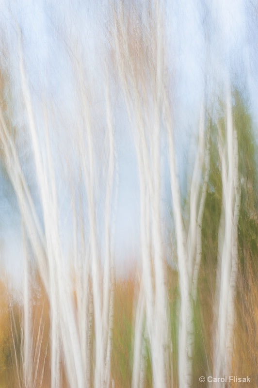 White Birches Blur