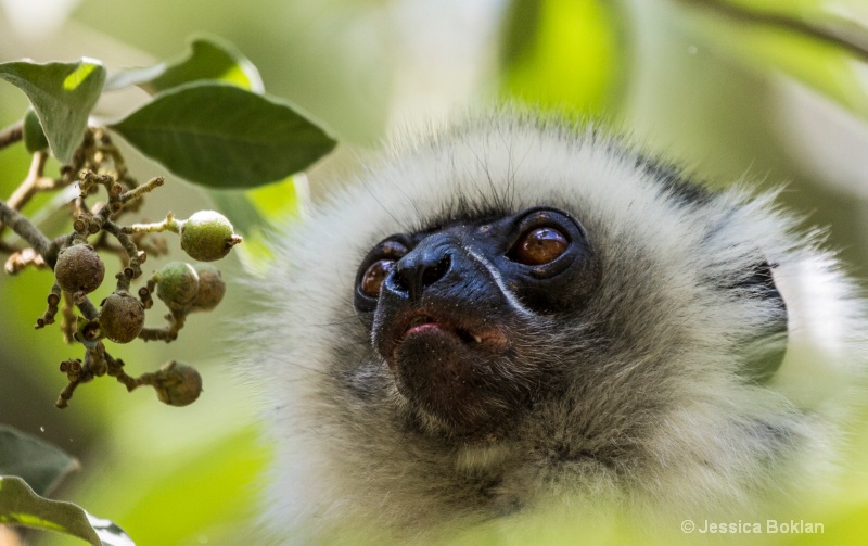 Diademed Sifaka