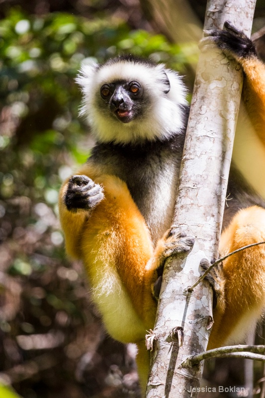 Diademed Sifaka