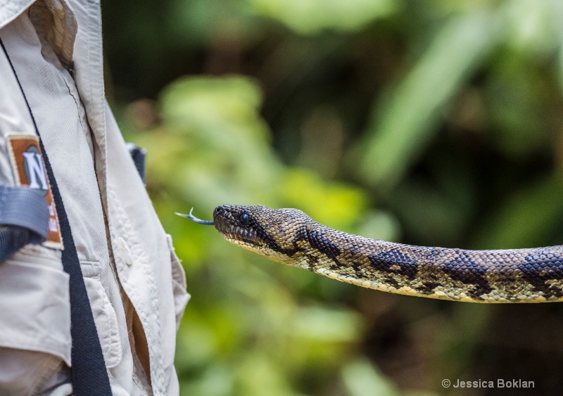 Madagascar Ground Boa