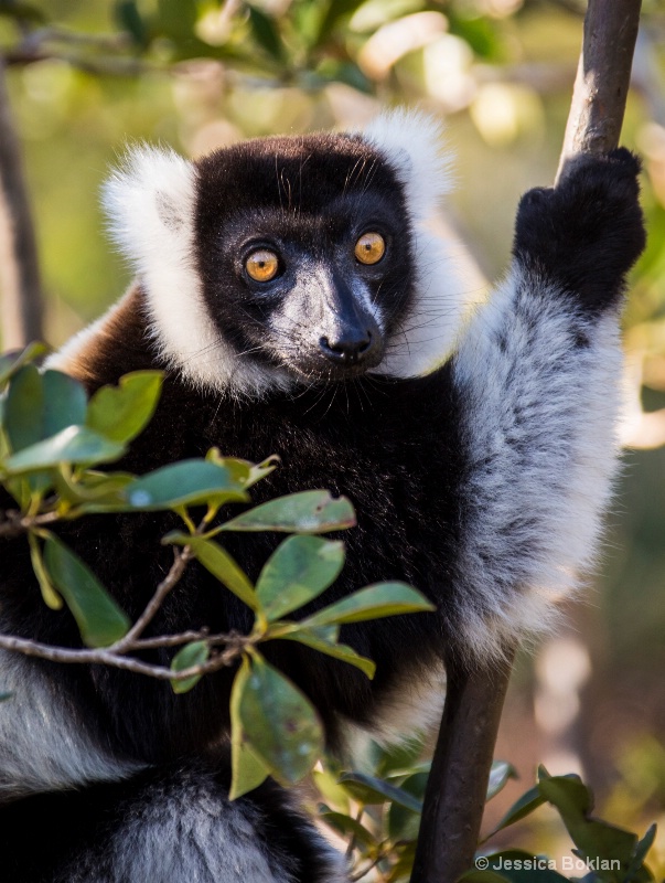 Black and White Ruffed Lemur