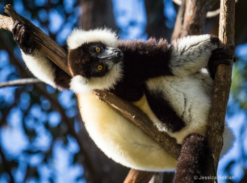 Black and White Ruffed Lemur