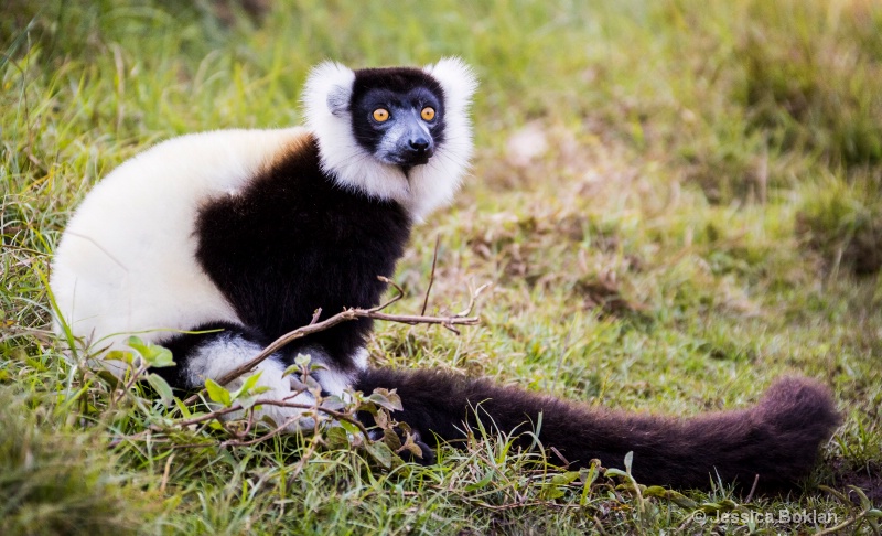 Black and White Ruffed Lemur