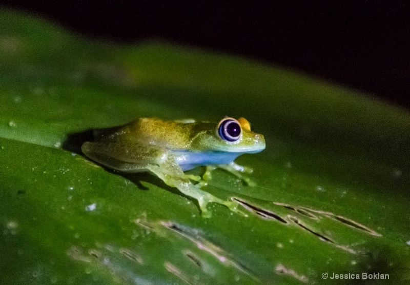 Tree Frog