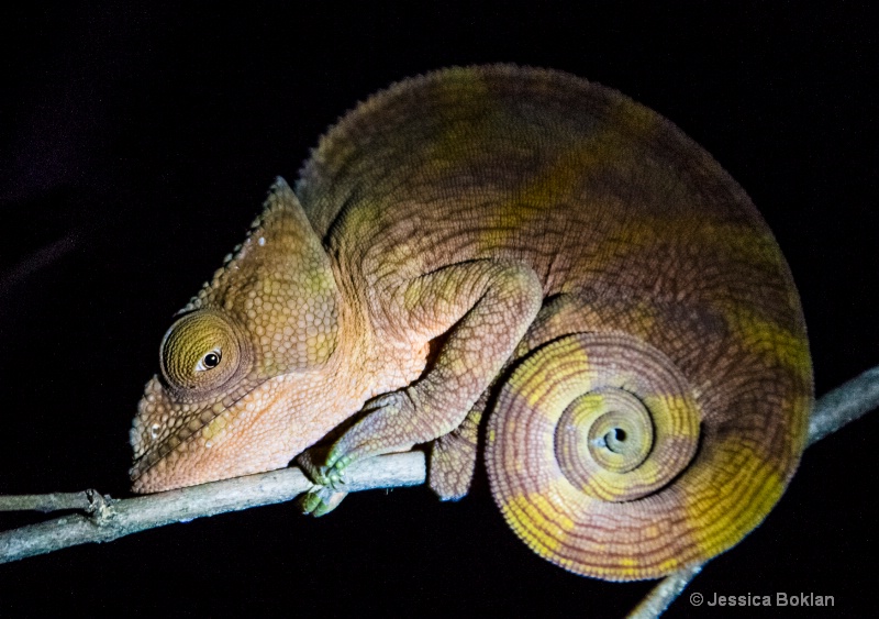 Parson's Chameleon