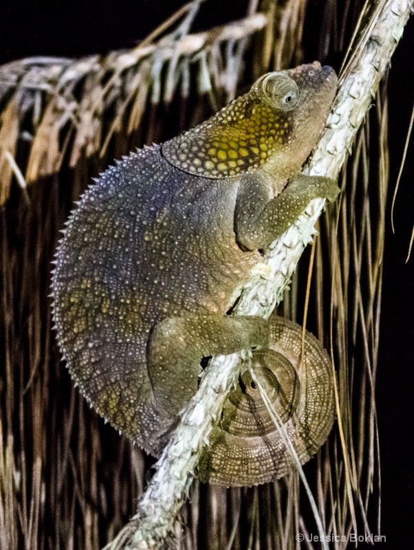 Elephant-eared Chameleon