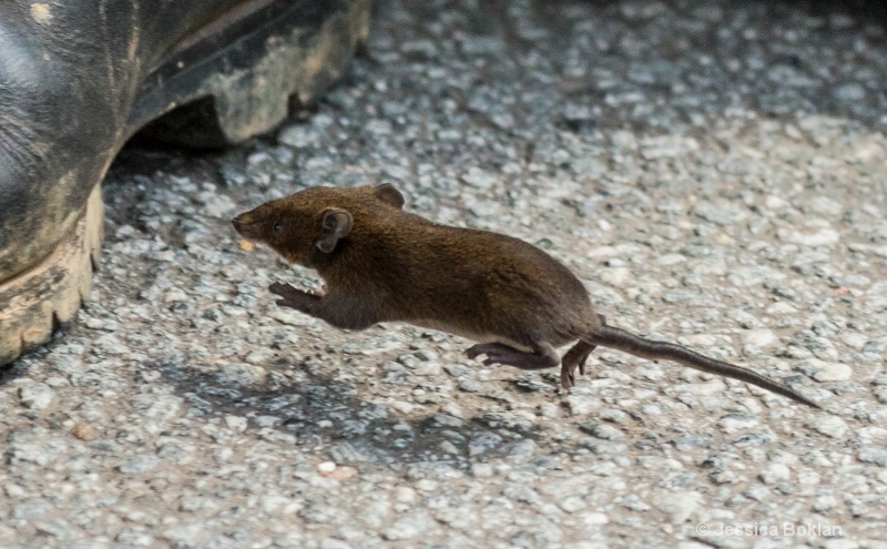 Shrew Tenrec