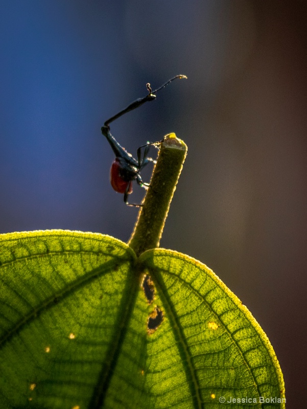 Giraffe-necked Weevil